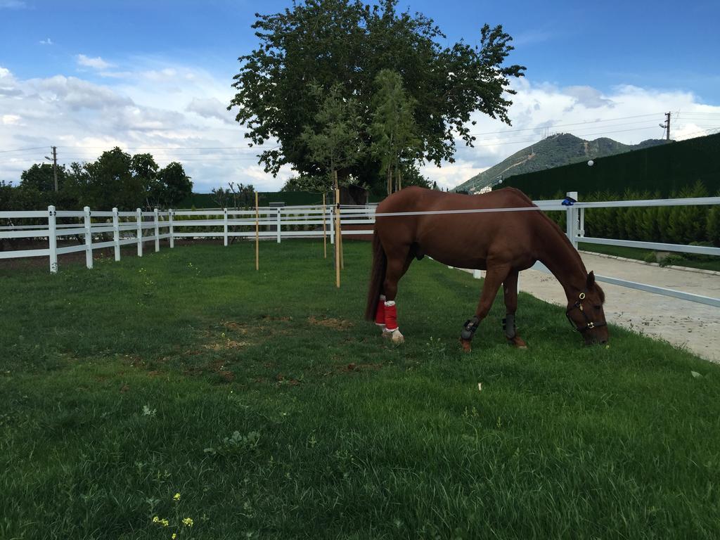 B. Equine Range Hotel Narlidere Bagian luar foto